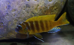 Metriaclima sp. 'zebra gold' Mundola Point